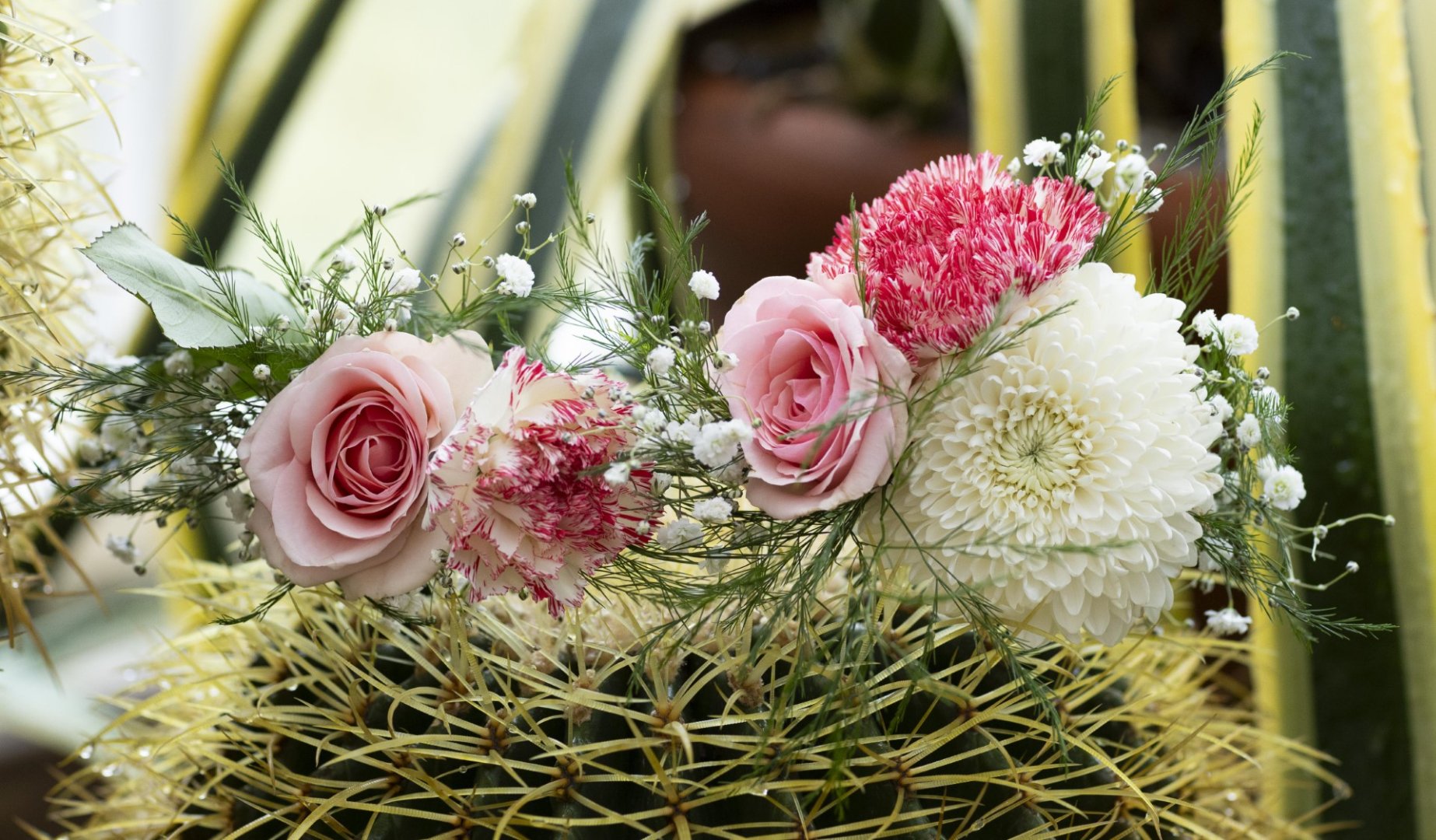 Flower Crowns-Cactus.jpg